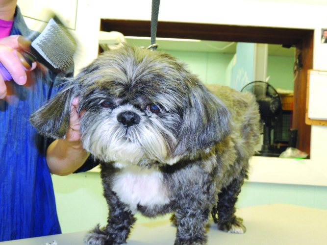 ‘Ruff’ Life: Chic Dog Trends on the Rise